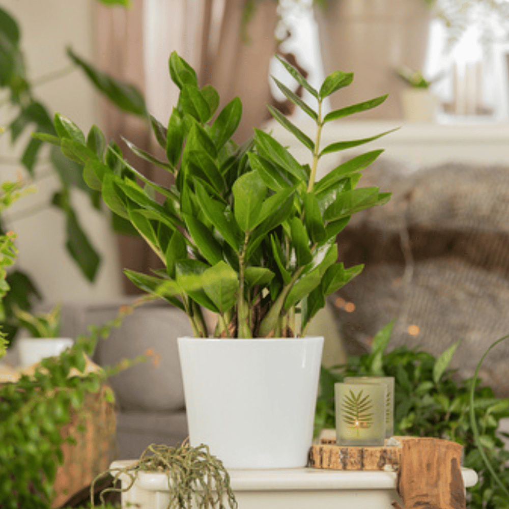 Zamioculcas