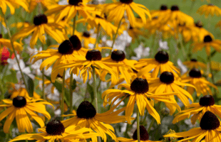  Sonnenhut (Rudbeckia) 'Goldsturm'