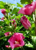 Säulen-Hibiskus 'Flower Tower Ruby®'