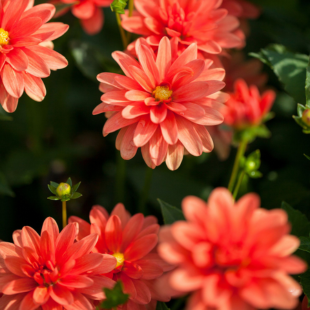 Zu den Balkonblumen