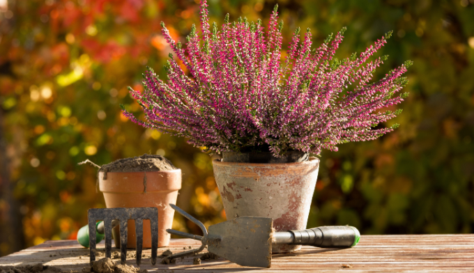 Gehölze mit Herbstfärbung