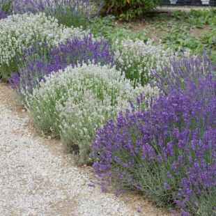 Lavendelgarten Blau & Weiß