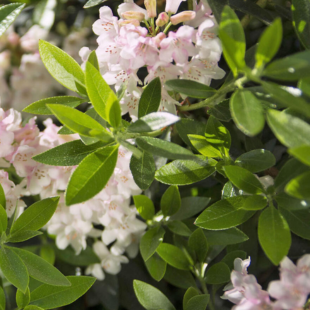 Zwerg-Rhododendron ‘Bloombux’: Pflanzung und Pflege