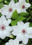 Clematis 'Miss Bateman'