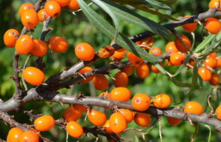 Bio Sanddorn 'Friesdorfer Orange'