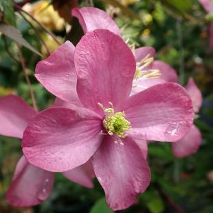 Clematis 'Freda'