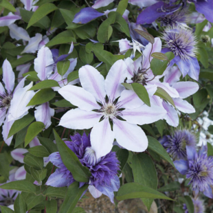 Clematis pflegen: 3 häufige Fehler