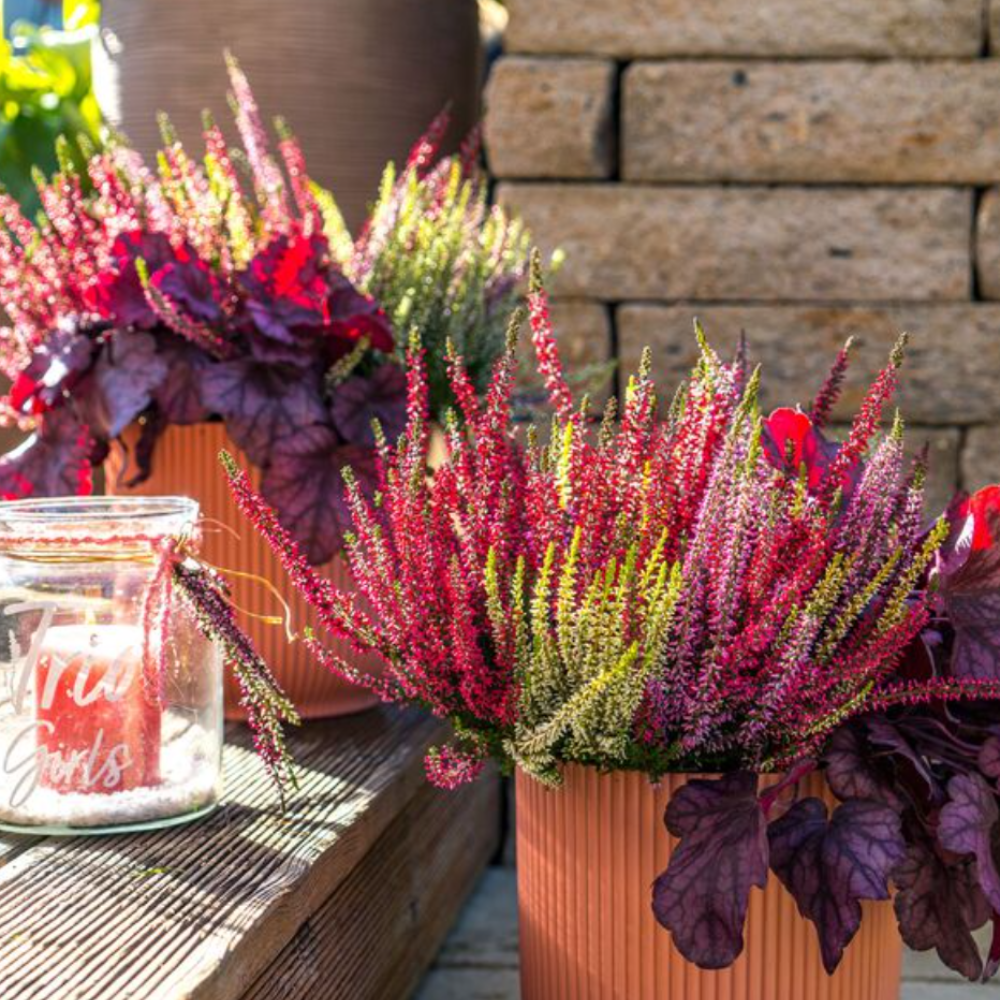 Calluna 'Trio Gardengirls®', Lila-Weiß-Rot