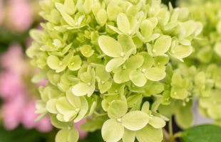 Rispenhortensie 'Little Lime®'