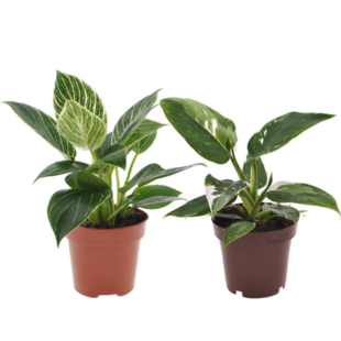 Philodendron Set 