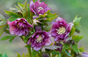 Lenzrose 'Double Ellen Red'