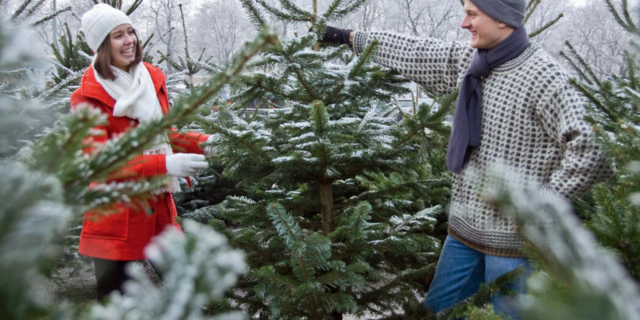 Weihnachtsbaum