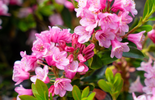 Rhododendron 'Nugget Magenta by Bloombux®'