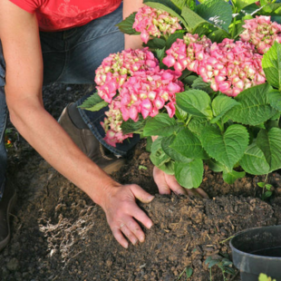 Die wichtigsten Pflanz-Tipps für Hortensien