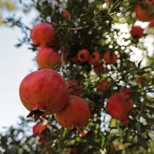 Granatapfel