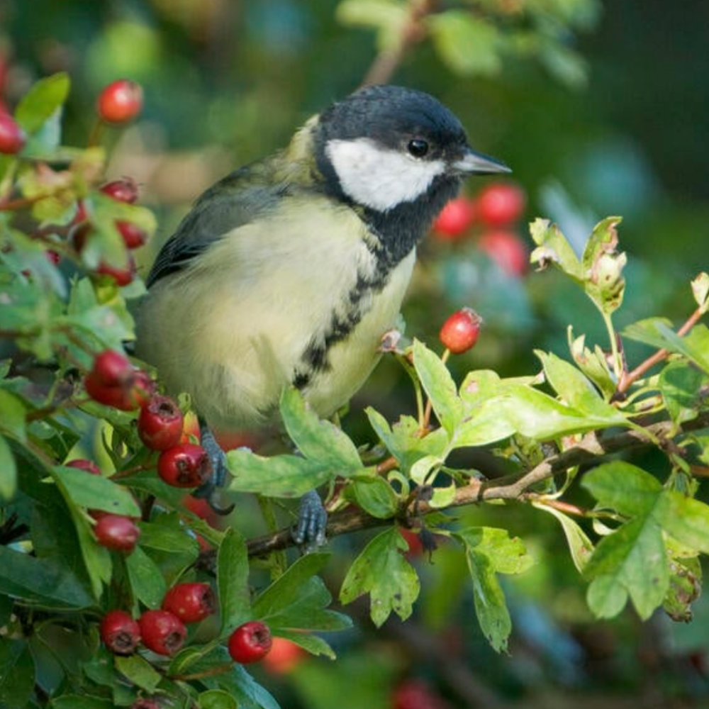 Vogel in Hecke