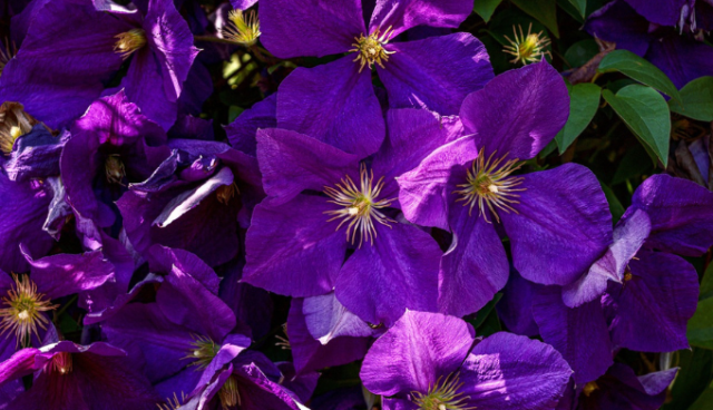 Clematis-Blüten