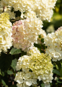 Rispenhortensie 'Vanille Fraise®'