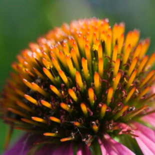 Echinacea im Überblick