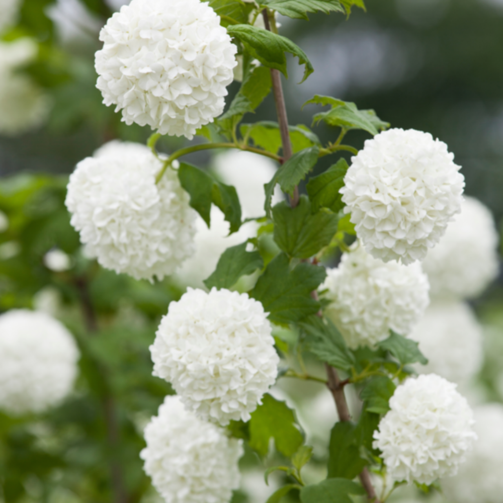 Gefüllter Schneeball 'Roseum'