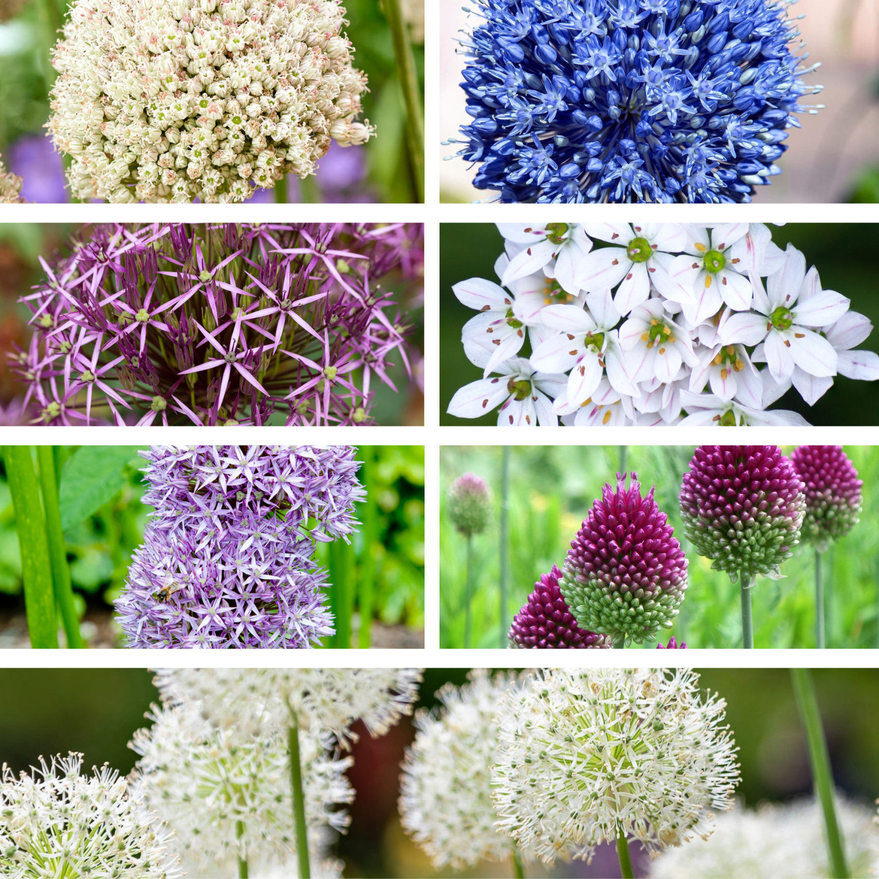 Allium-Mix 