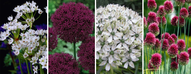 Allium-Mix 