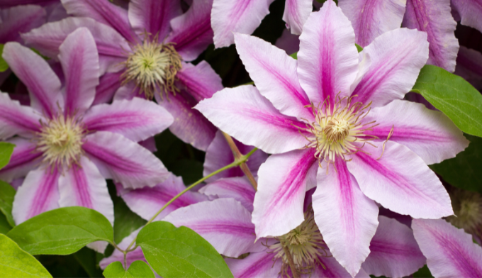 Clematis