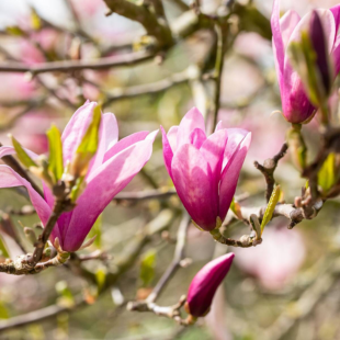 Tulpenmagnolie 'Betty'