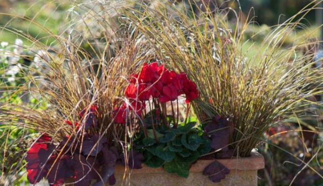 Balkonblumen Herbstfeuer