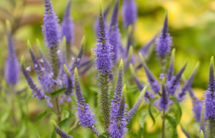 Kandelaber-Garten-Ehrenpreis 'Fascination violett'