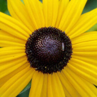 Rudbeckia im Überblick