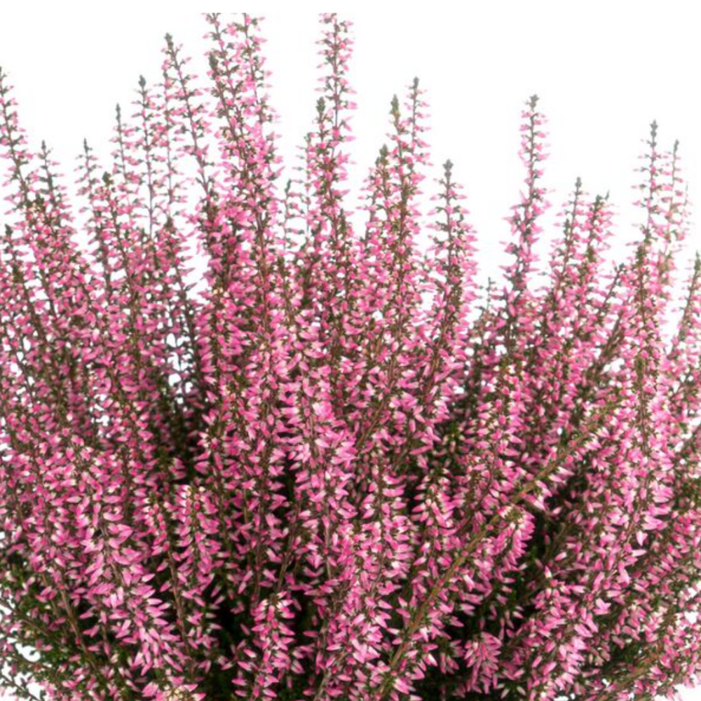 Calluna 'Gardengirls®'