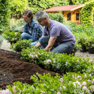 Beeteinfassung aus Bloombux pflanzen