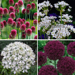 Allium-Mix 