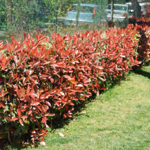 Rote Glanzmispel 'Red Robin', 20 Pflanzen
