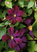 Clematis 'Etoile Violette'