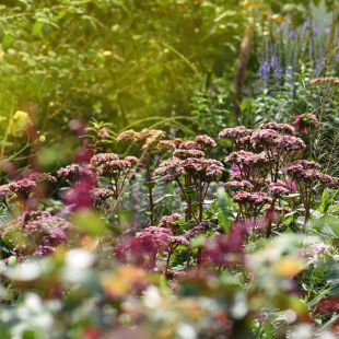 10 Tipps rund um Blumenbeete im Herbst