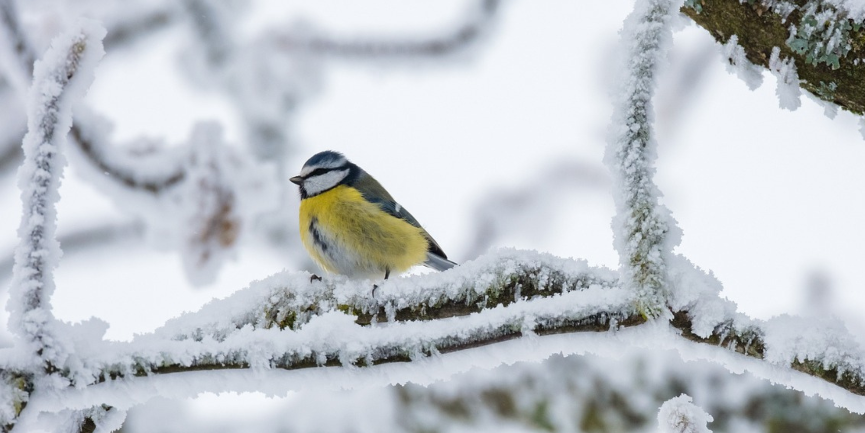 Vogel im Winter