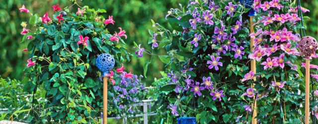 Clematis für den Balkon: Pflanztipps und bewährte Sorten