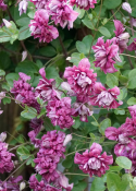 Clematis 'Purpurea Plena Elegans'