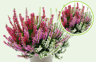 Calluna 'Trio Gardengirls®'