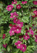 Clematis 'Rouge Cardinal'