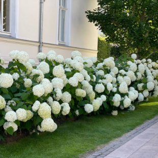 Schneeball-Hortensie 'Annabelle'