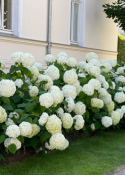 Schneeball-Hortensie 'Annabelle'