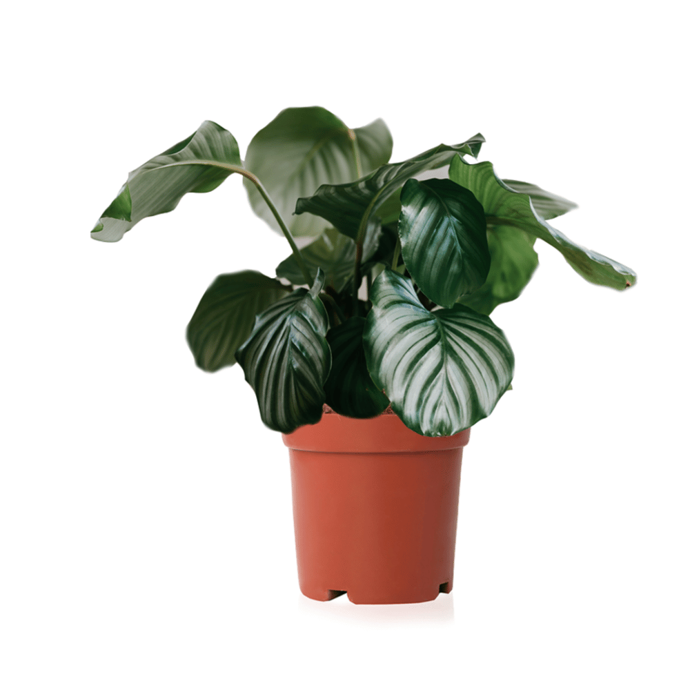 Calathea orbifolia