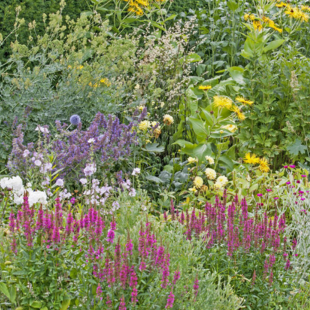 Stauden-Pflege im Sommer