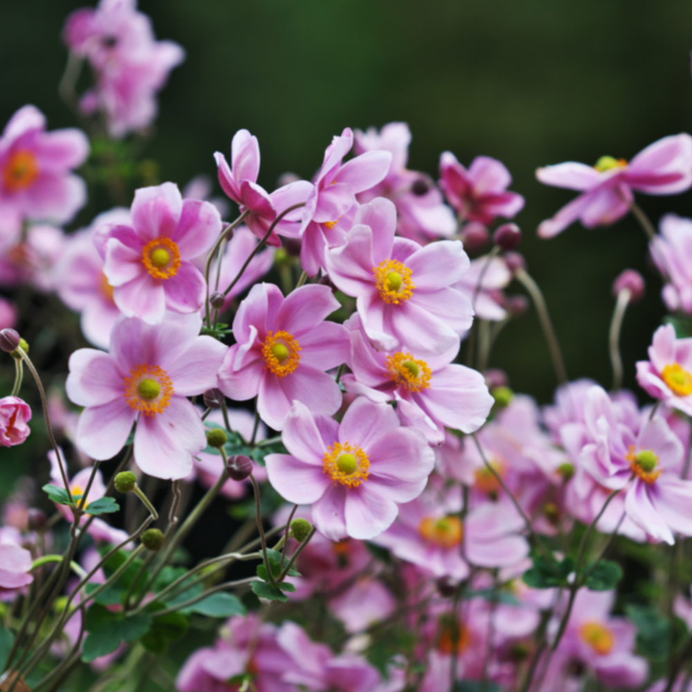 Garten-Anemone 'Rose Shades'