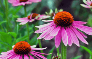 Purpursonnenhut (Echinacea) 'Doppeldecker'