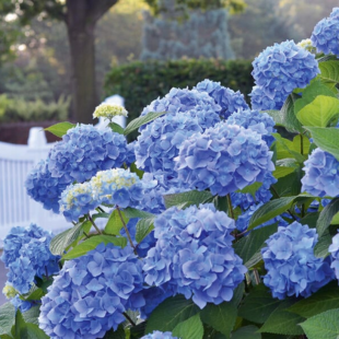Hortensien-Pflege: 5 Tipps für perfekte Blütenpracht