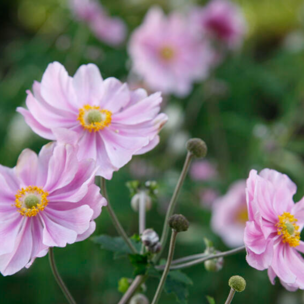 Herbst-Anemonen